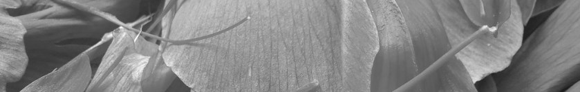 pfingstrosenblätter (foto: bernhard jenny)