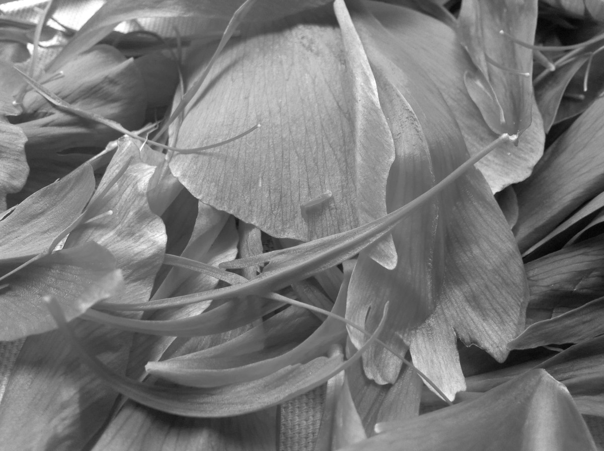 erheben wir den blick&nbsp;nicht