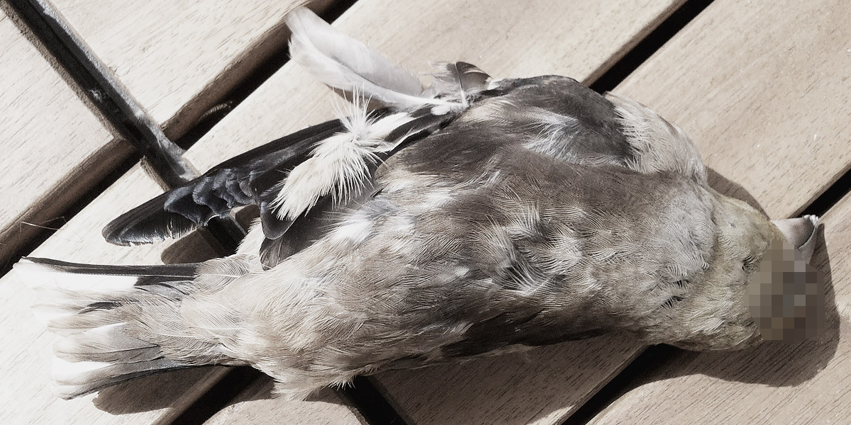 gehts noch grässlicher?