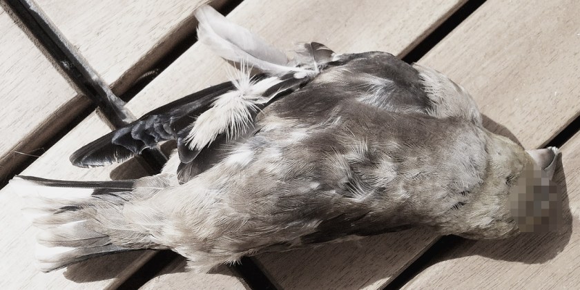 toter vogel - foto: bernhard jenny toter vogel - foto: bernhard jenny