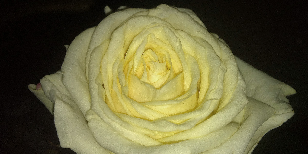 rose für menschenrechte