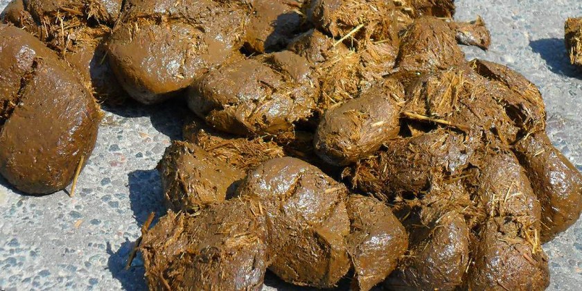 foto: mueritz creative commons