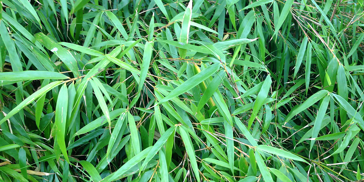 erfolg verleiht flügel.&nbsp;wohin?