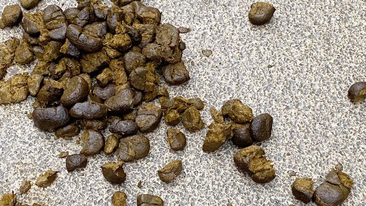 faschistin mit karli, faschistin mit karoline, quo vadis „staatspolitik“?